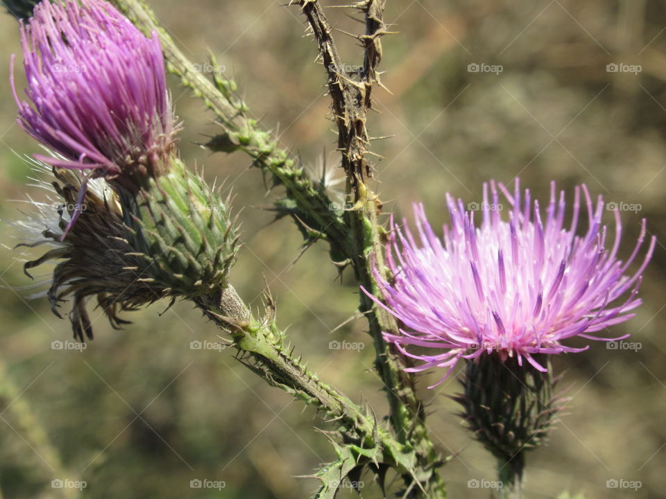Thistle is the symbol of Scotland.  The emblem of the Knights of the Order of the Thistle, whose motto is lat.  Nemo me impune lacessit ("No one will touch me with impunity").