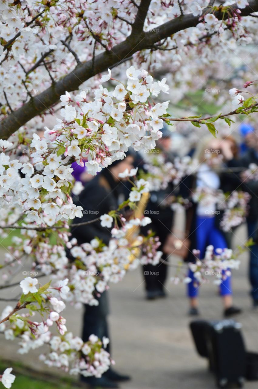 musicians and Cherry's garden