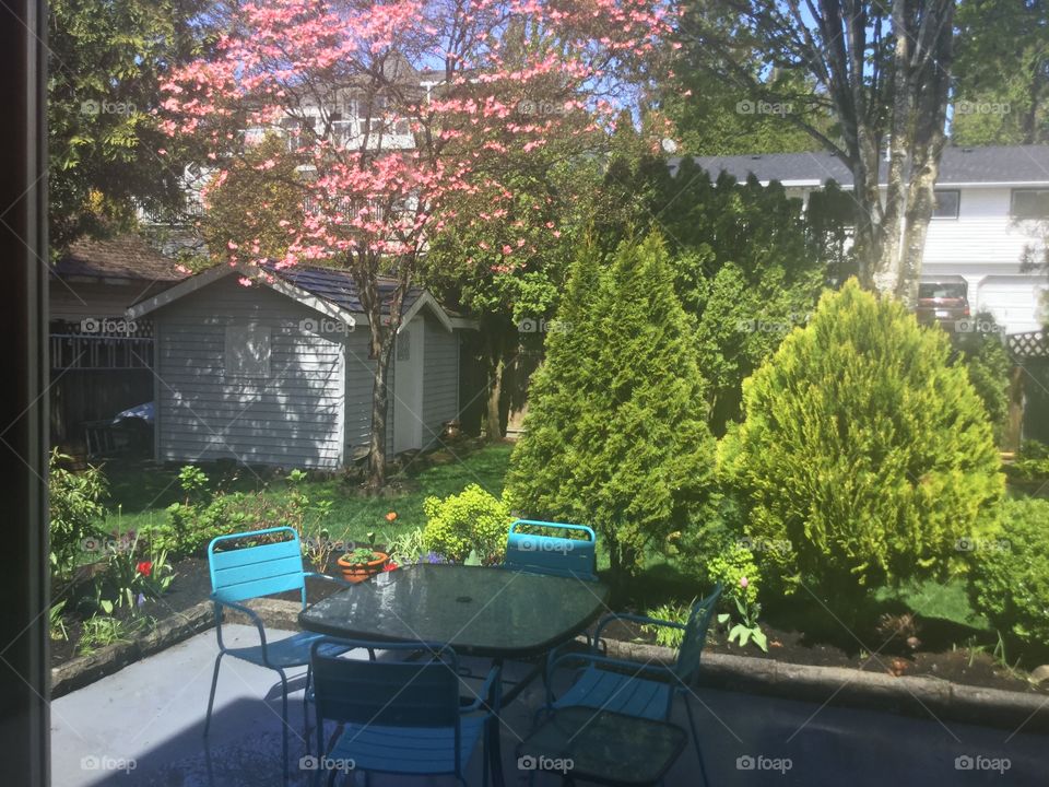 The backyard table and chair in the backyard after the rain stopped and the sun broke out