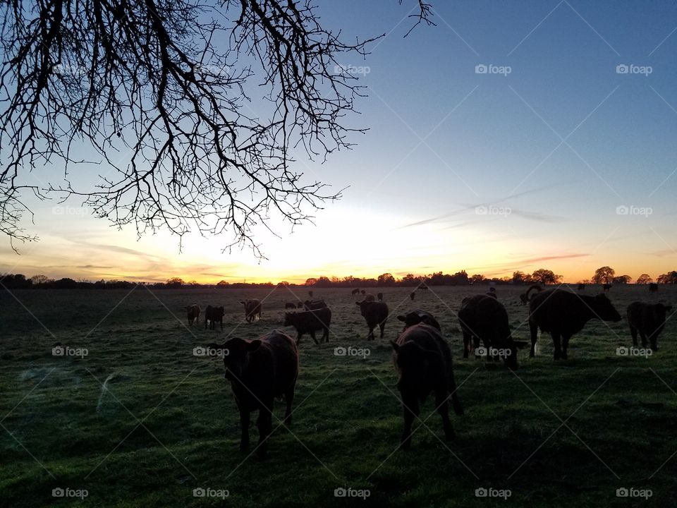 Curious cows at sunset