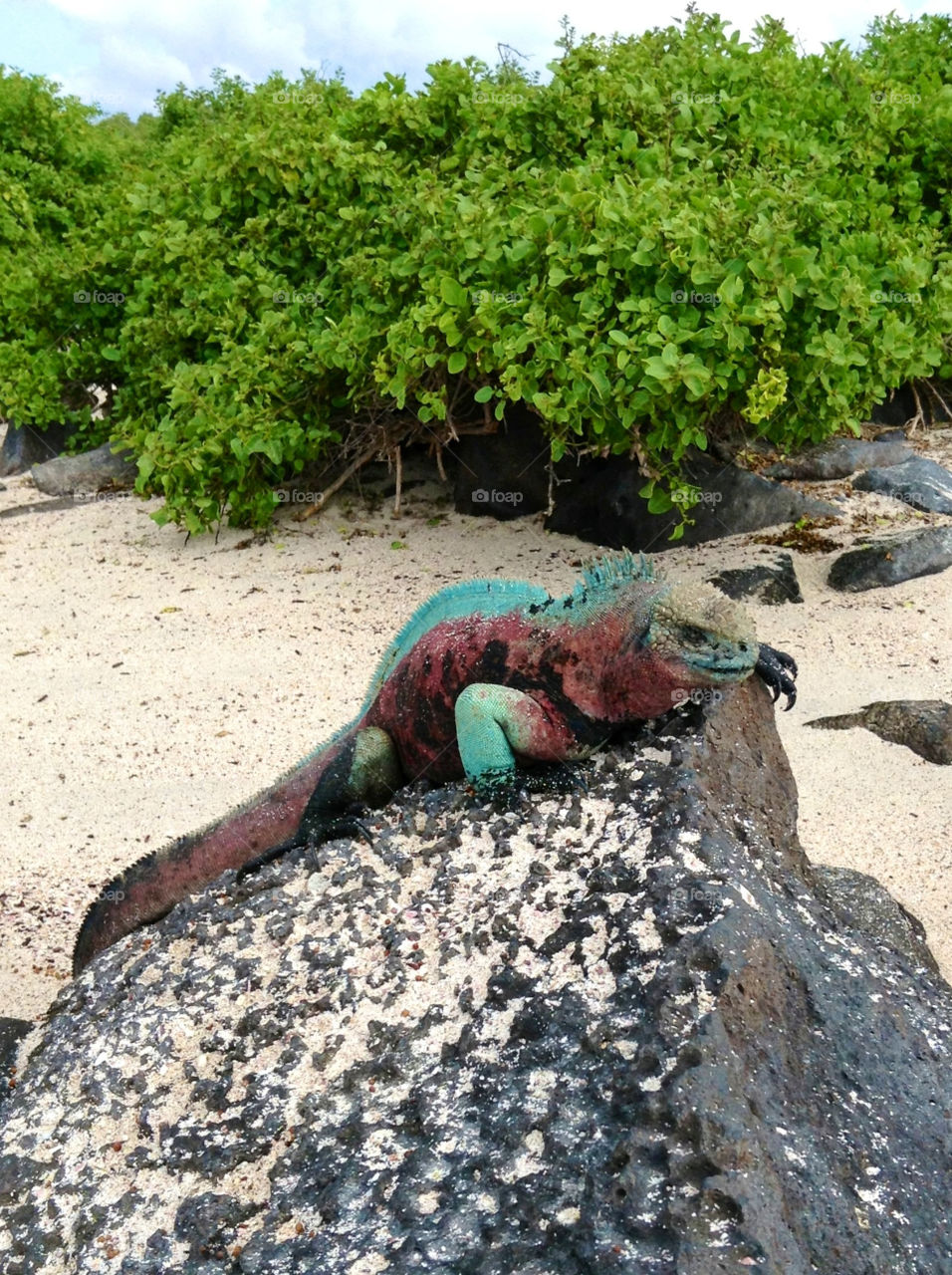 Galapagos , Christmas iguana on the beach