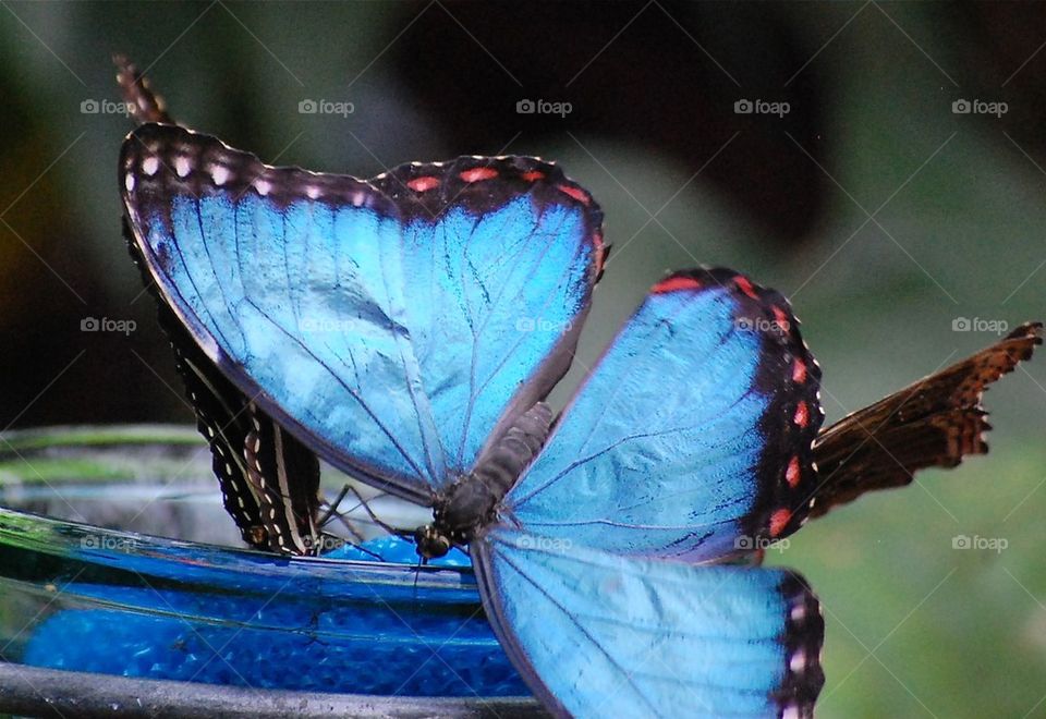 Blue morpho