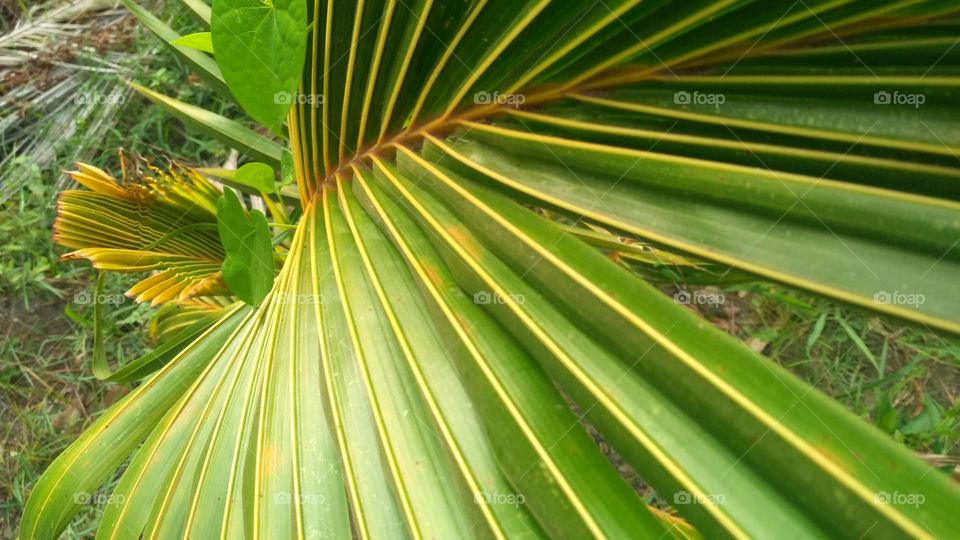 Coconut tree leaf, it's many purpose Indian people's use this leaf.