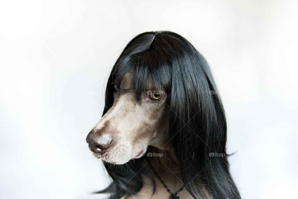 Portrait of a Weimaraner dog wearing a wig