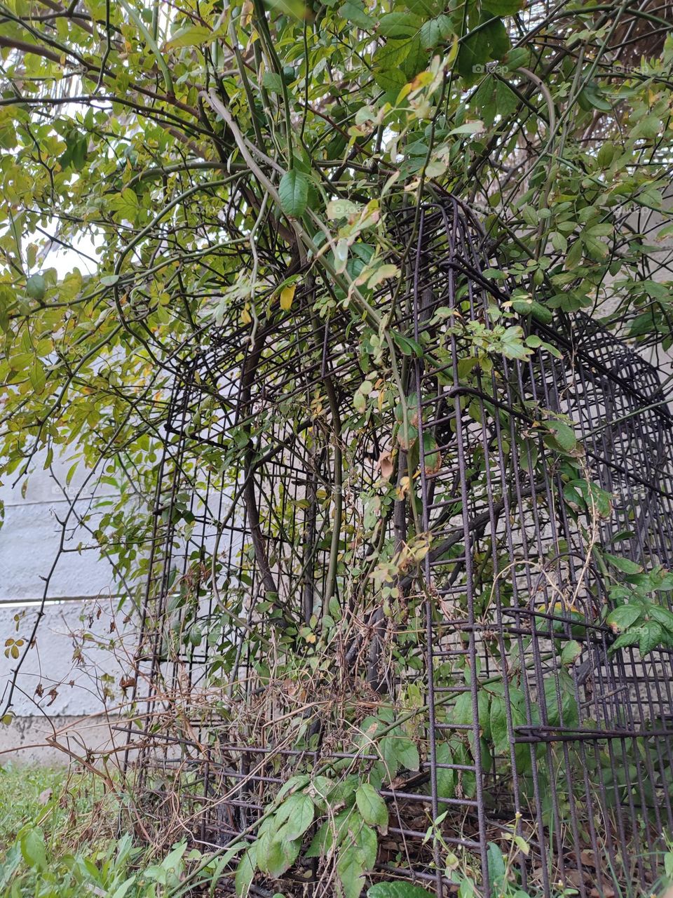 Roses tree growing in bird cage