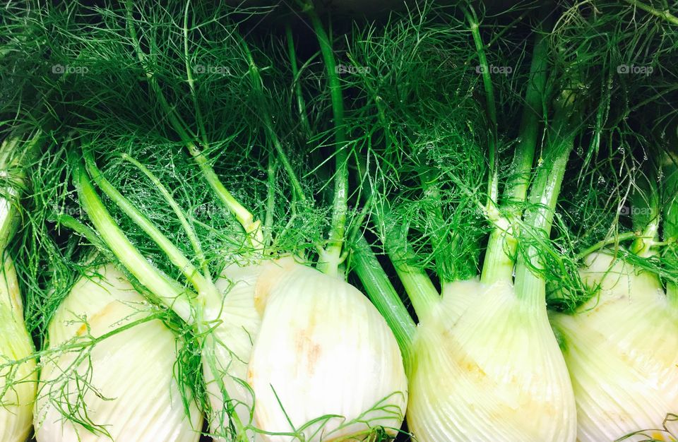 Fennel 