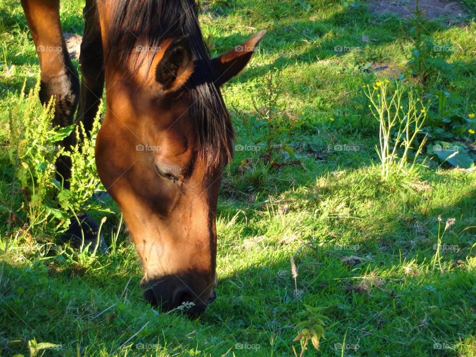 Majestic horses