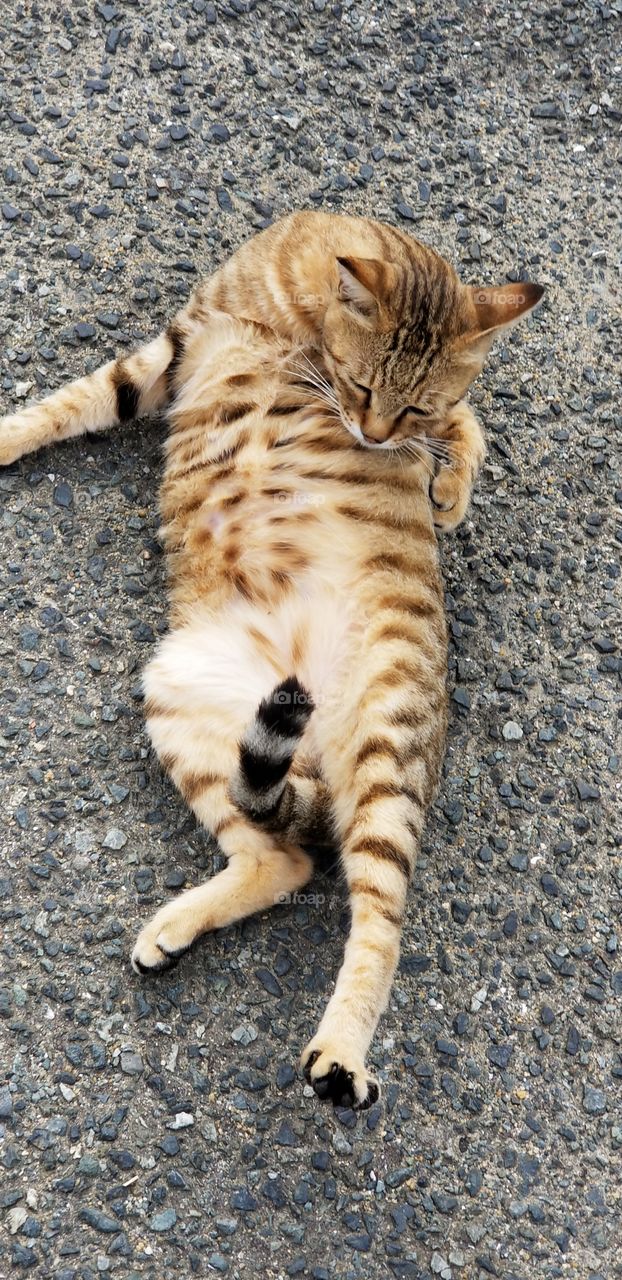 A cat trying to lick itself laying belly up, with its tail up as well lol. (Taken in Ainoshima)