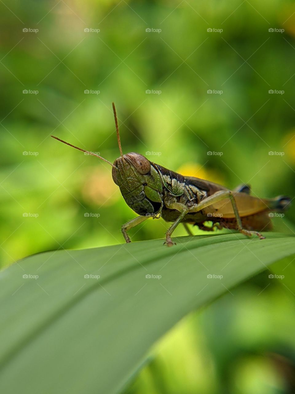 grasshopper