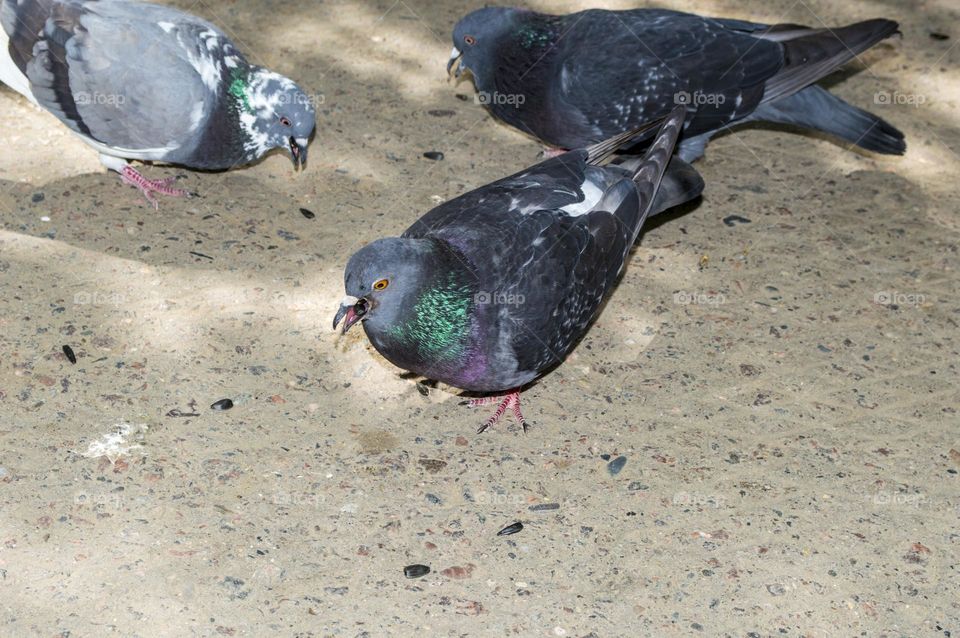 Pigeons are eating.