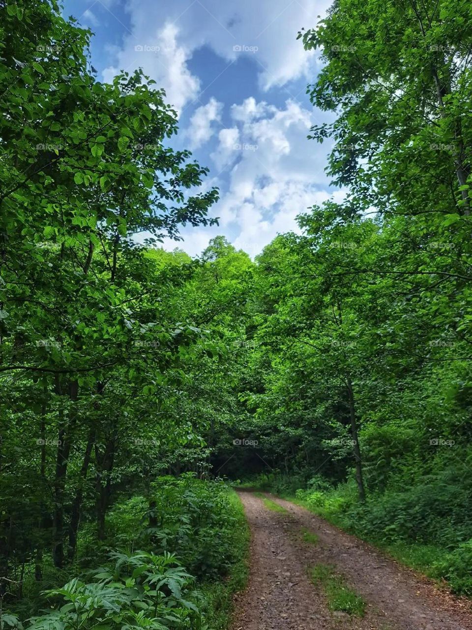 A way to a beautiful and green forest and I found the magic of the forest... a little green place to breathe the soul to breathe the mind to release..