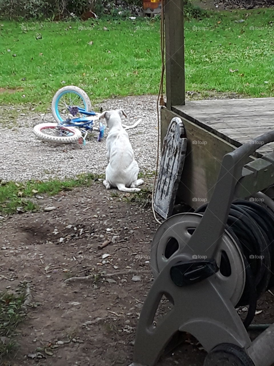 white puppy waiting...