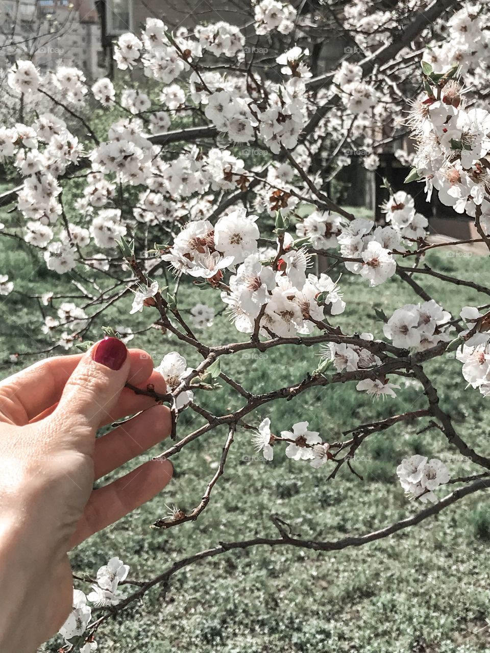 Blooming tree in spring 