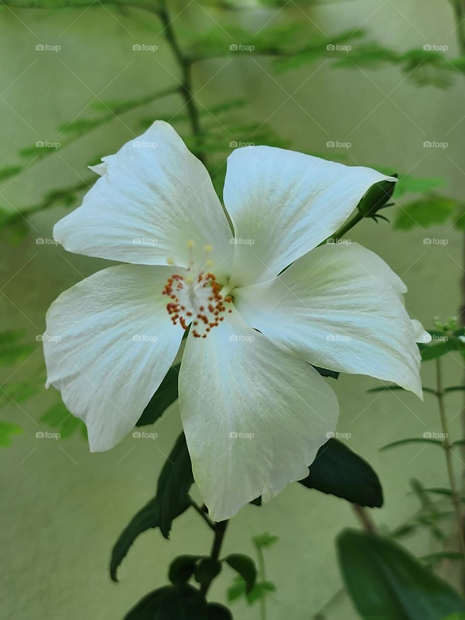 Hibiscus white