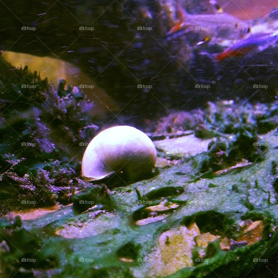 Mystery Snail At Work