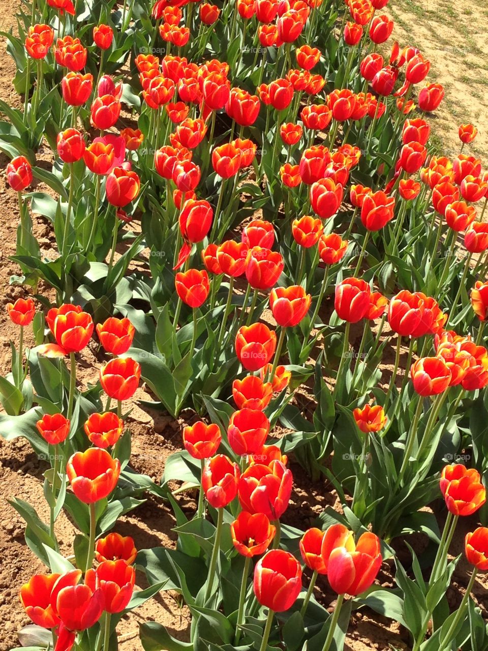 Tulips