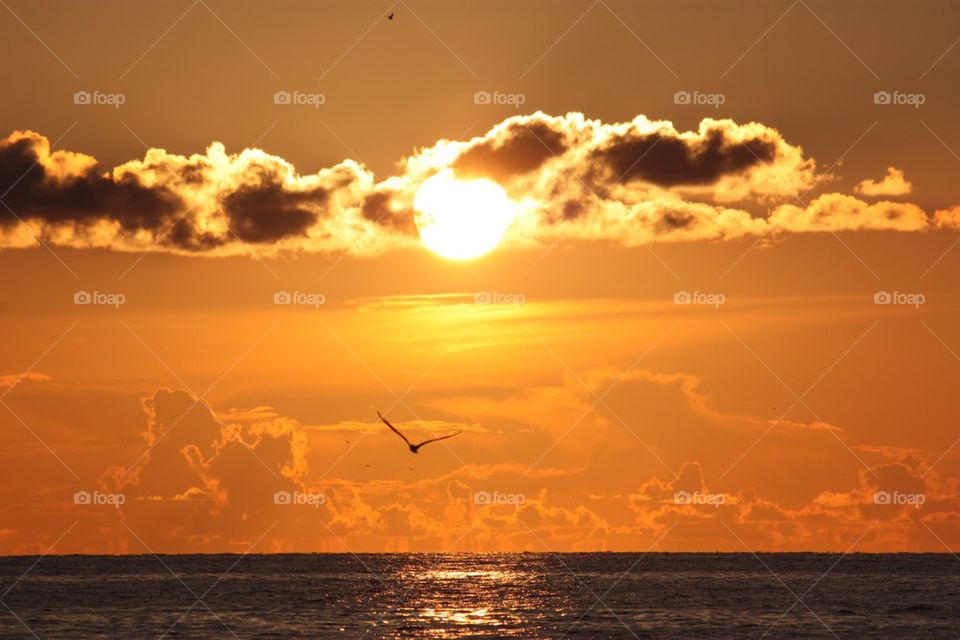 Bird flying over the sea at sunset