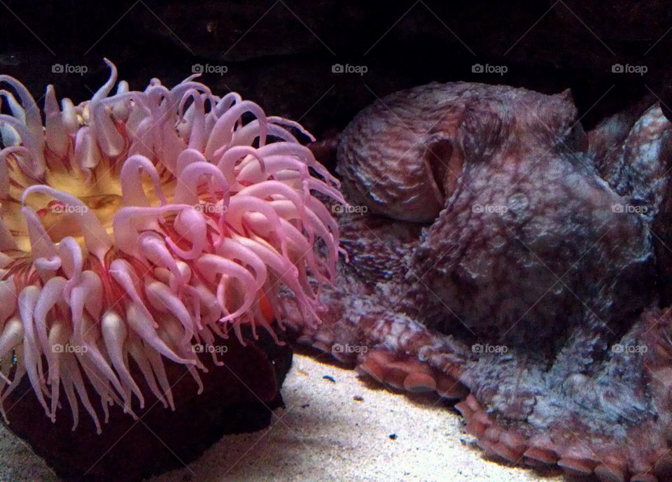 Water Colors & Creatures. Sea Anemone & Octopus