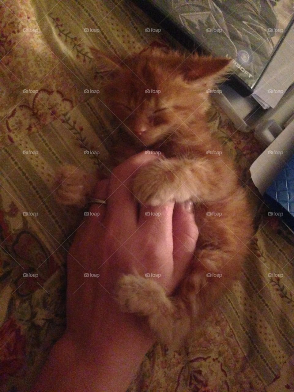 Part Tiger ...part kitten 