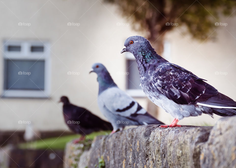 Pigeons