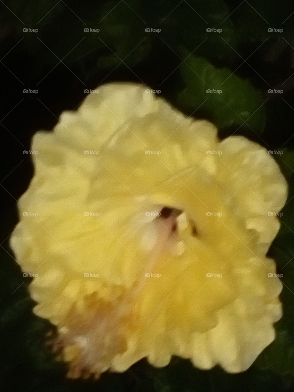 Yellow Chinarose is beautiful