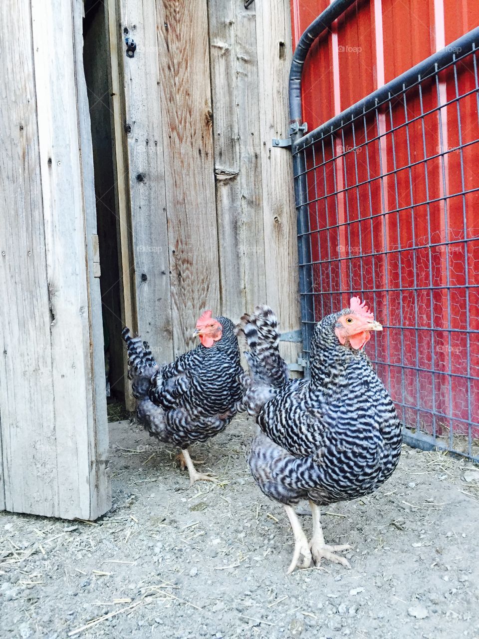 Two Chickens by Barn. Two barred rock hens in a barnyard by a red barn door