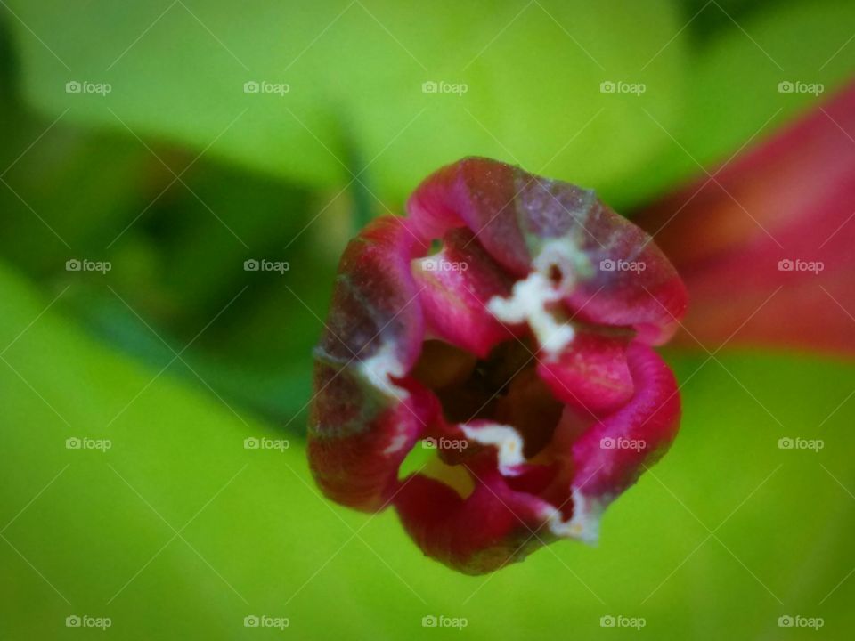 Bright pink bud on green background