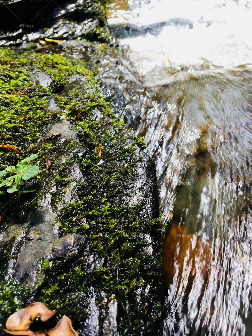 Servals the apology there to do giver