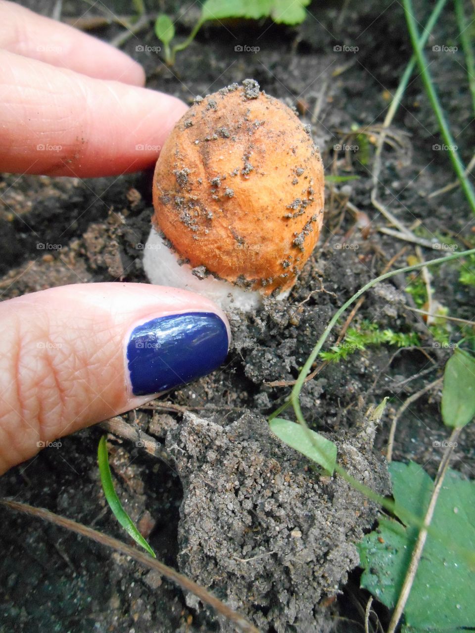 small mushroom in hand