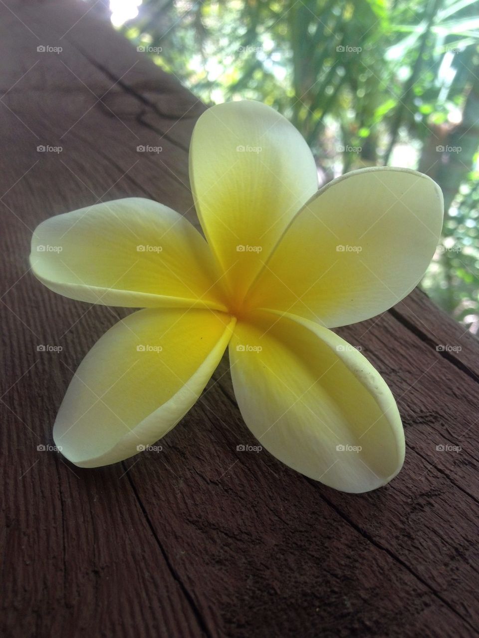 Frangipani