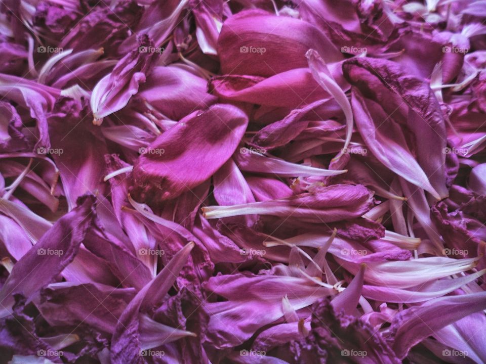 purple peony petals