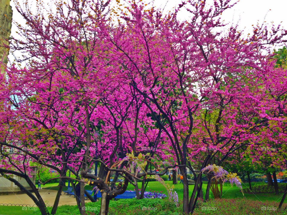 Trees in blossom