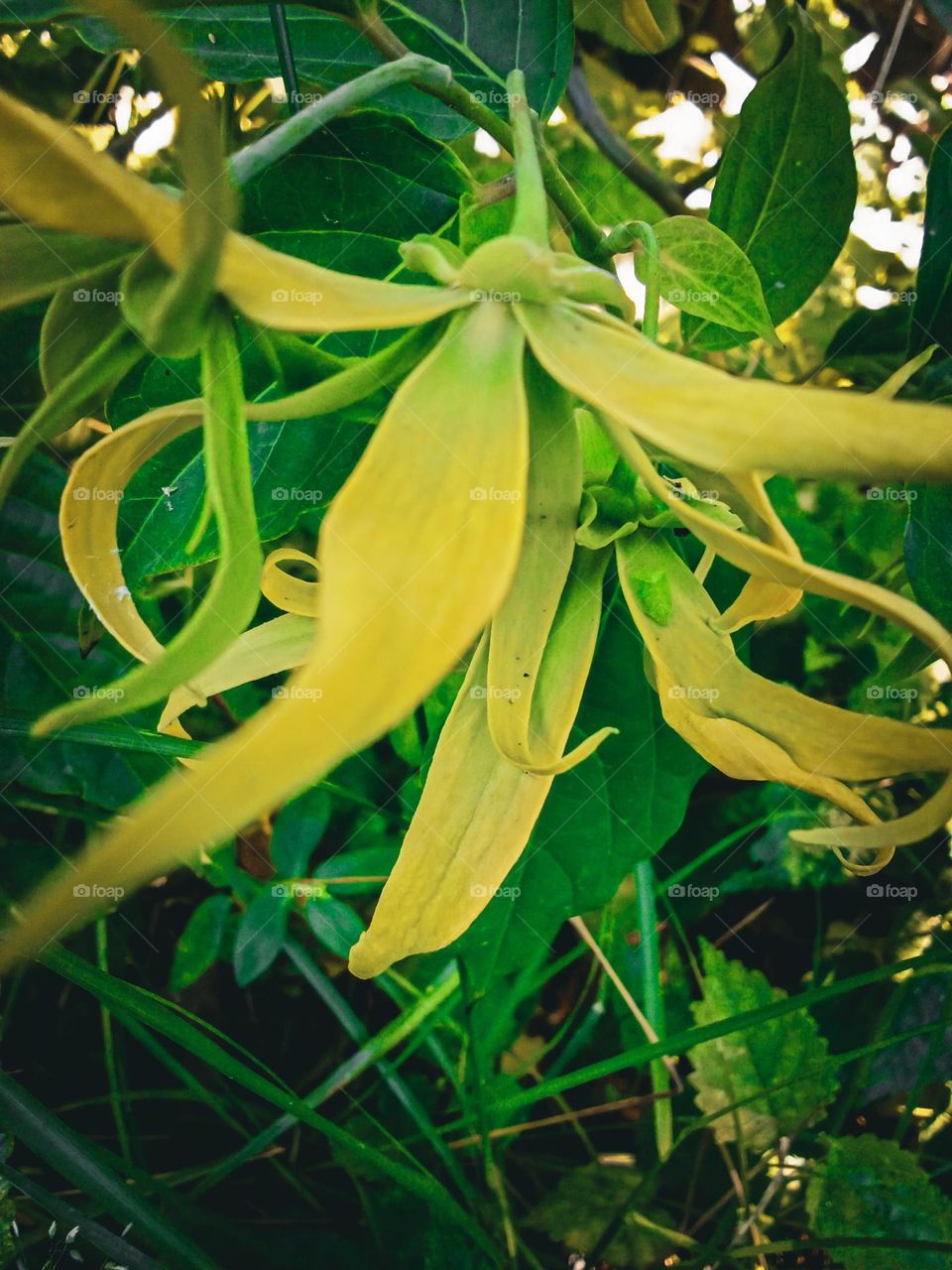 ylang flowers in a green flower garden