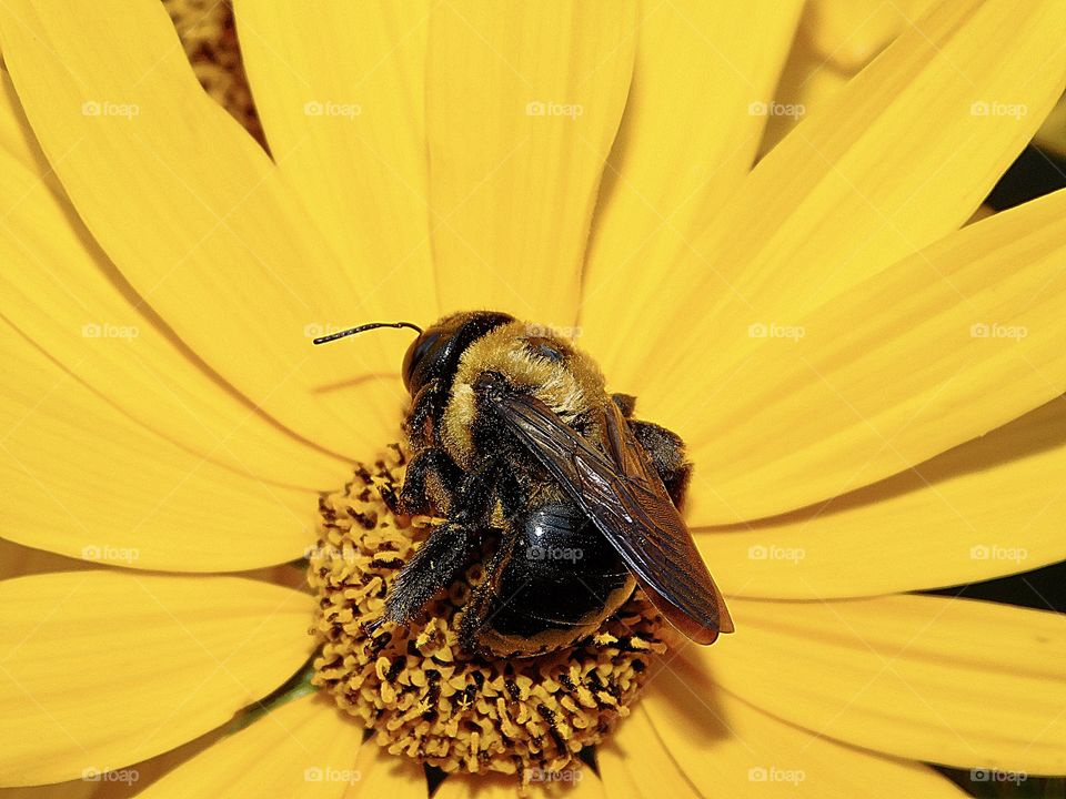 World in macro - Bumblebee on orange flower, macro photo. Shallow depth of field, bokeh and soft focus. Pollen on bee's legs. Sunny summer day. 
