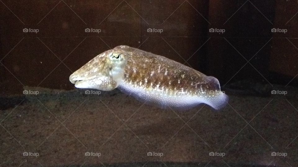 Cuttlefish 