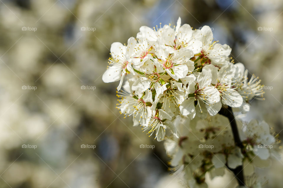 white blossoms of plum tree in spring, blurred background