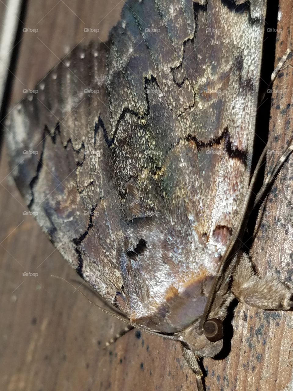a moth that was on my garage.