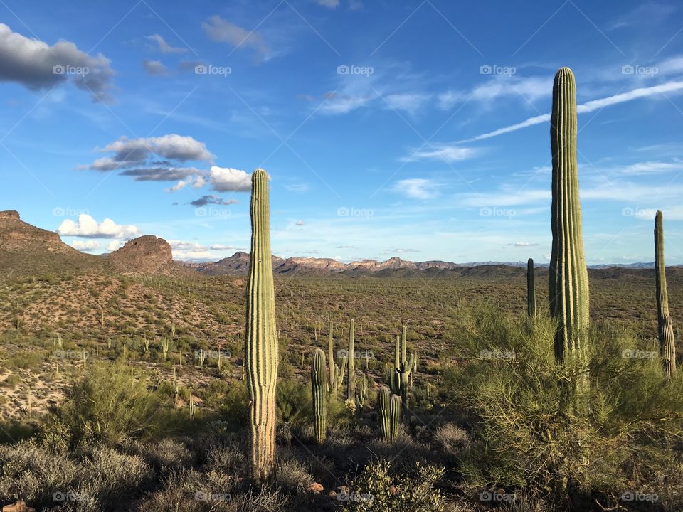 Sonoran desert hike 