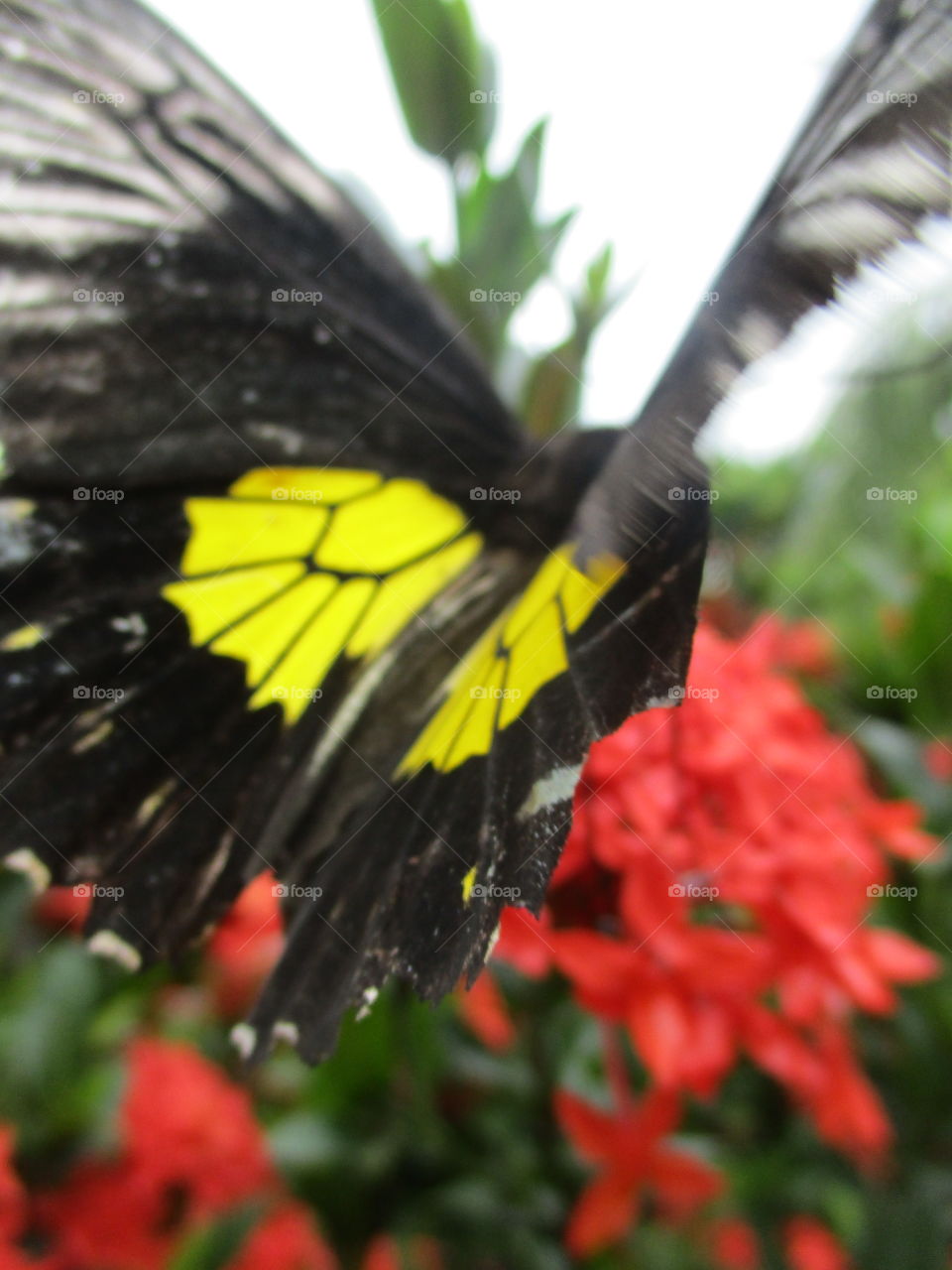 butterfly