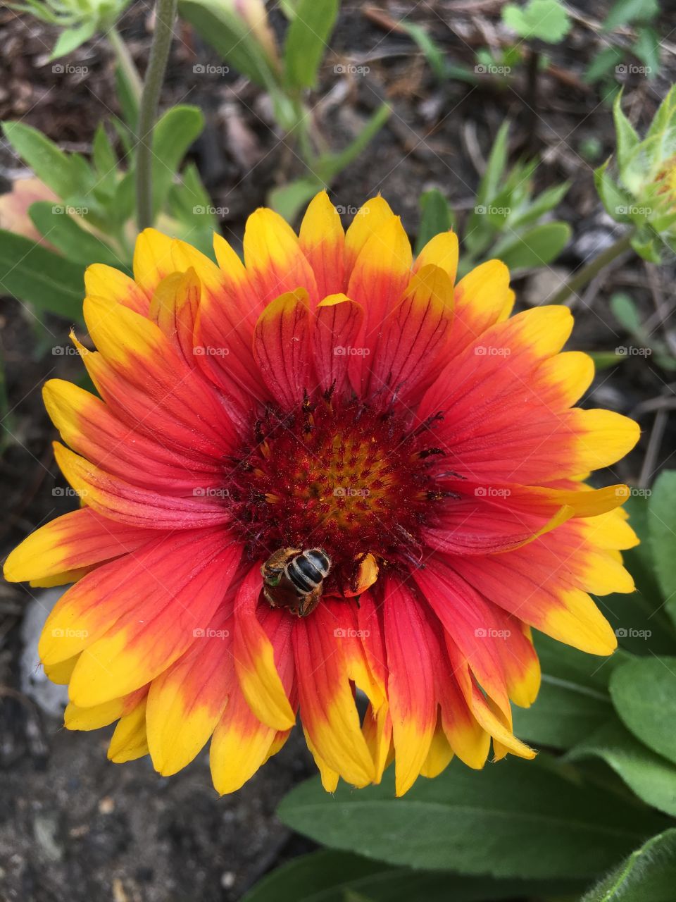 Green metallic bee