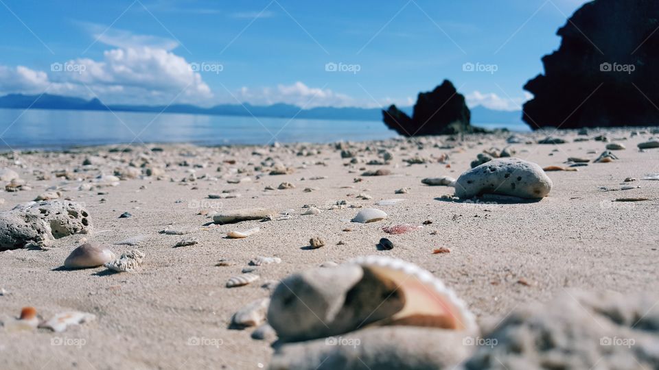 shells on beach