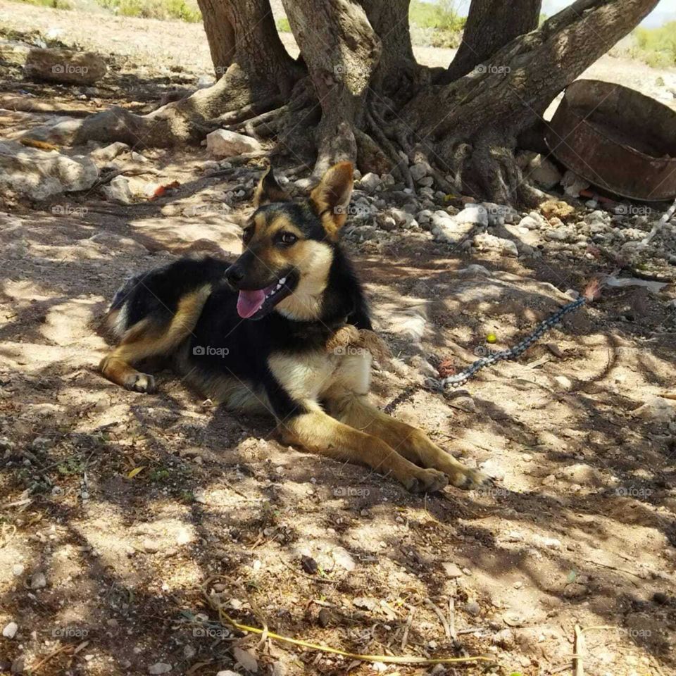 Beautiful dog looking at camera