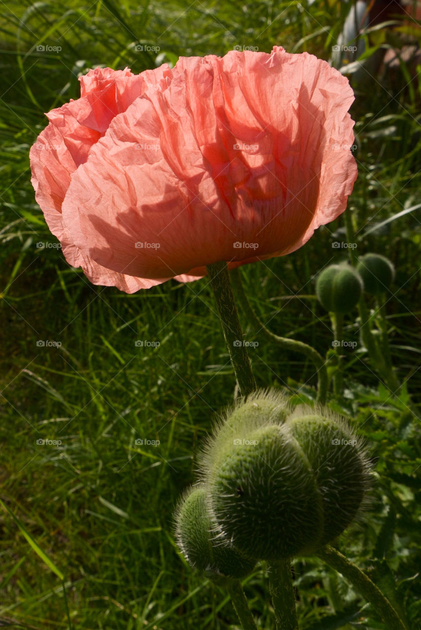 sweden light flower sommar by ylvafloreman