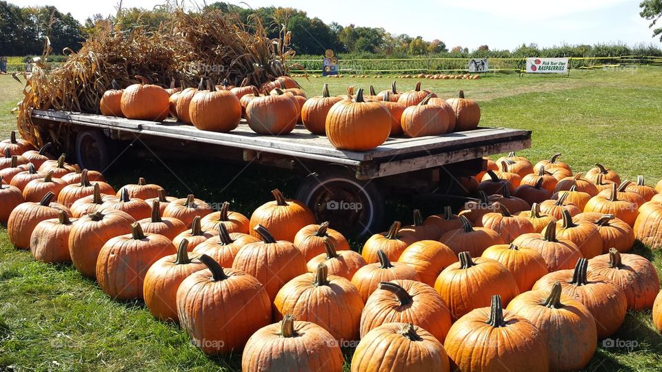 pumpkin wagon