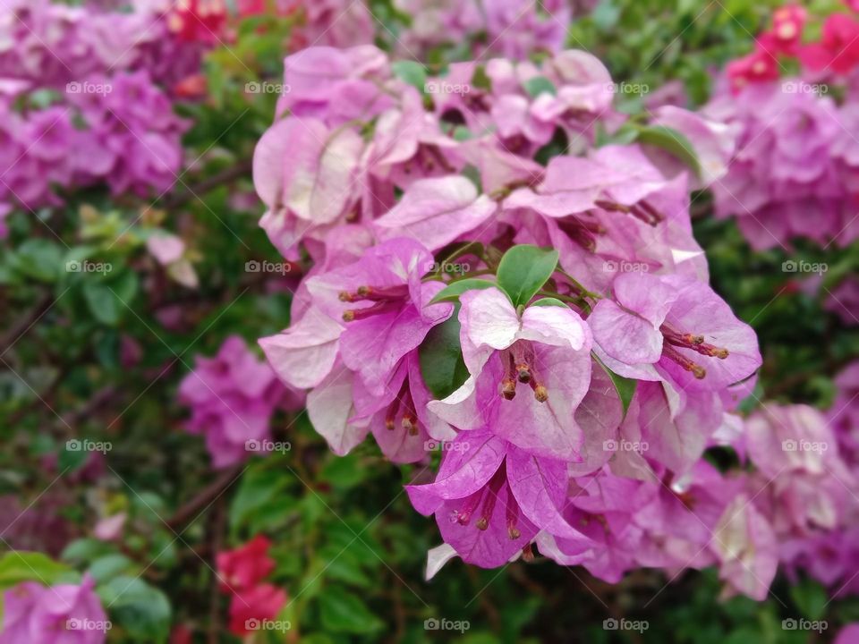 Bougainvillea is a perennial plant of the type of shrub.