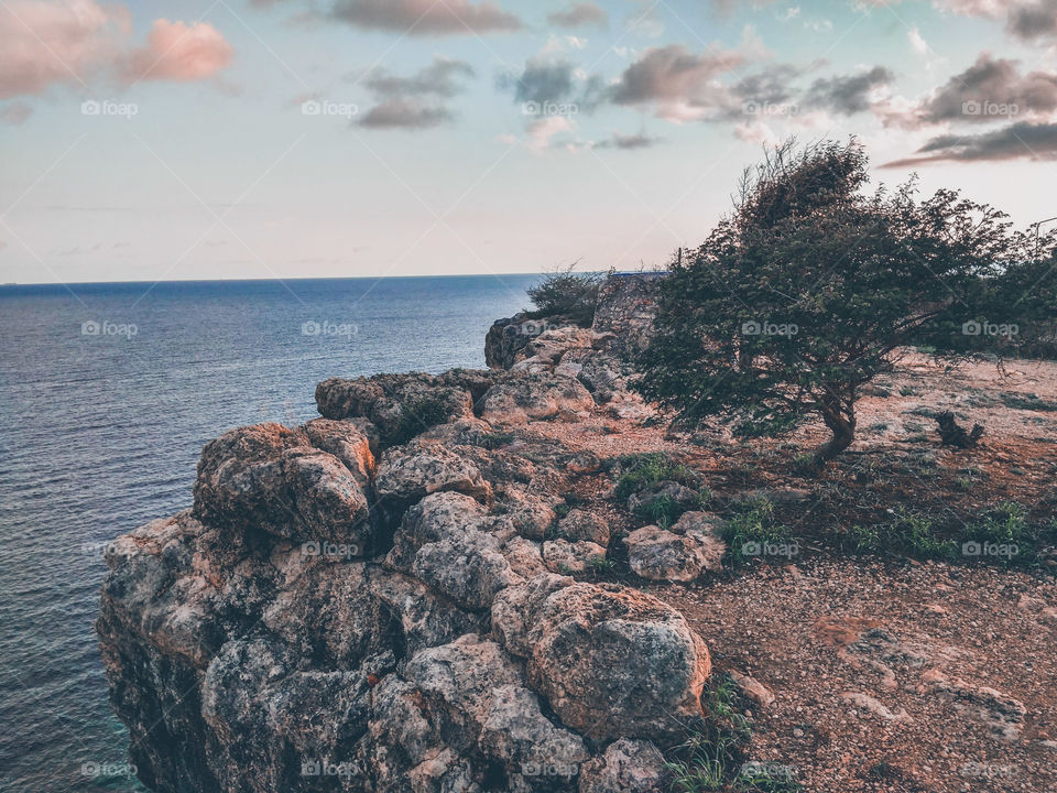 ocean view with a tree 🌲 in the background