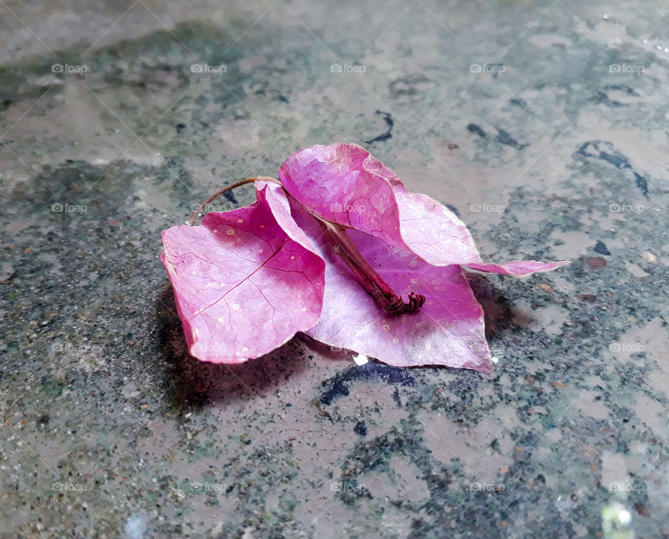 Flower, No Person, Nature, Leaf, Flora