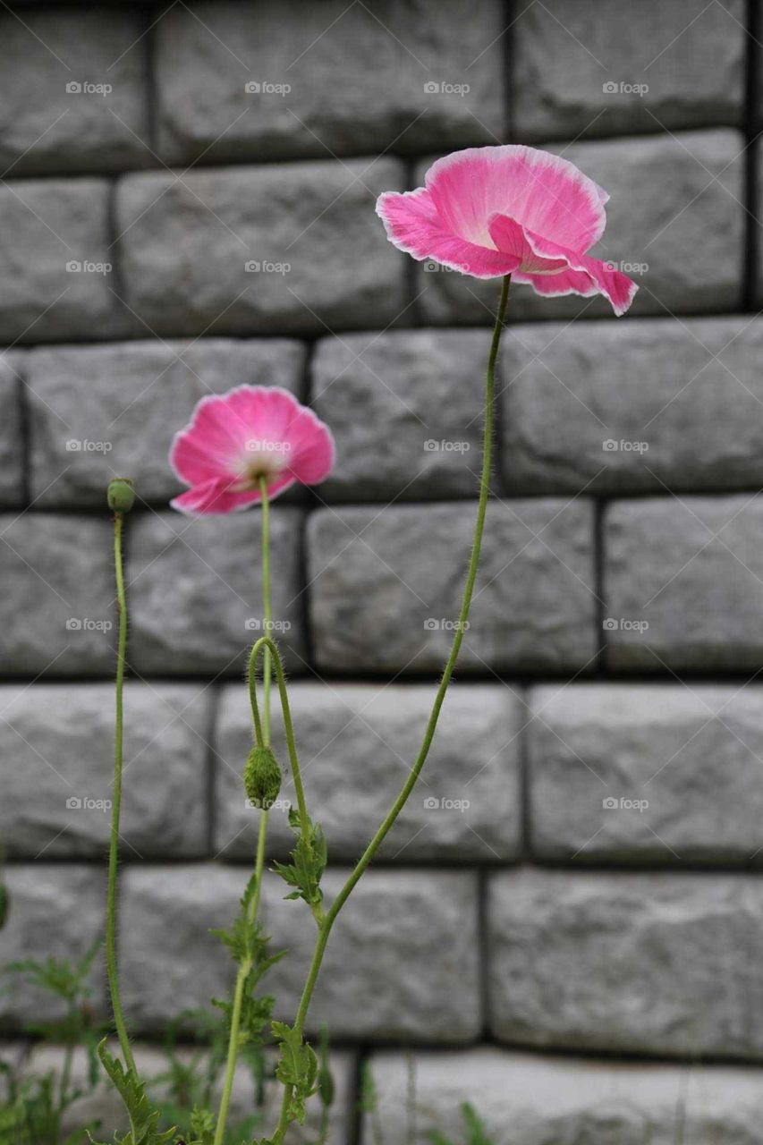 Pink Poppy