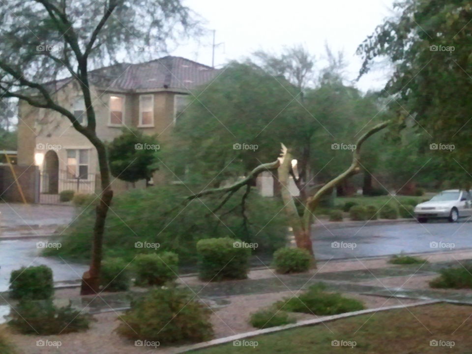Rain and wind damage on my street Phoenix AZ