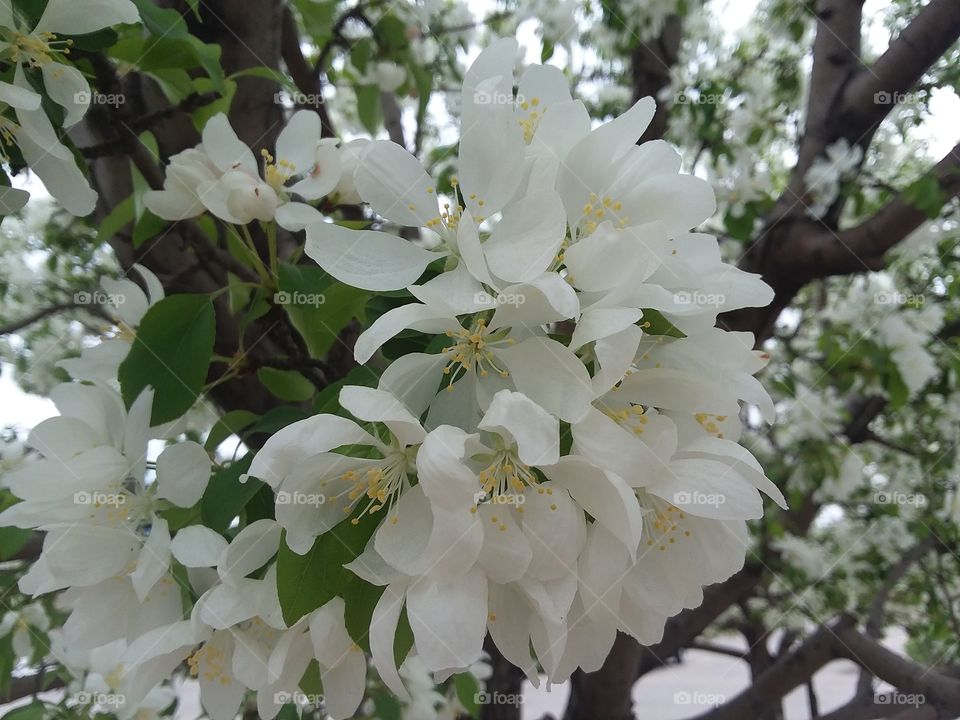 White Tree Blossoms